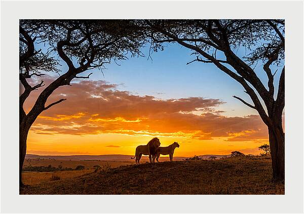 African Lions Embracing Sunset