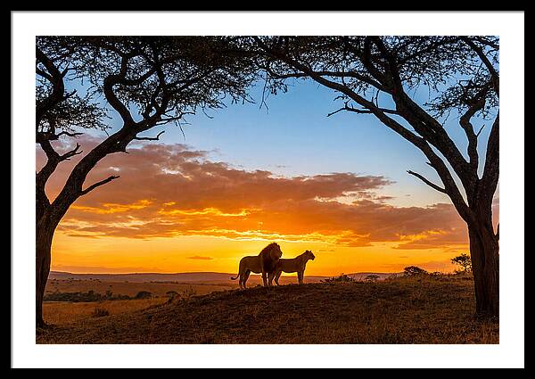 African Lions Embracing Sunset