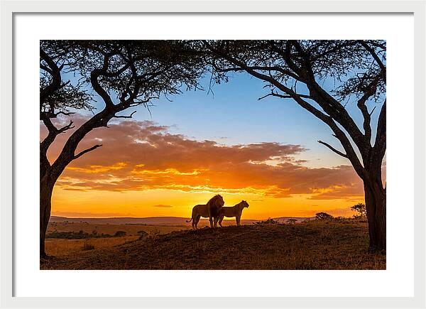 African Lions Embracing Sunset