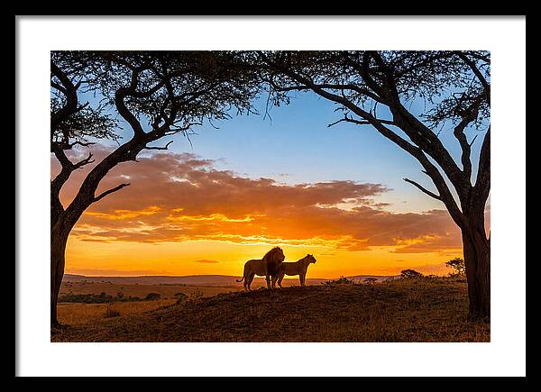 African Lions Embracing Sunset