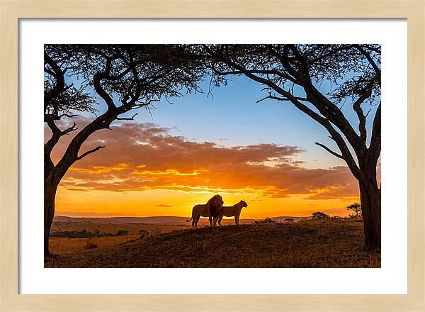 African Lions Embracing Sunset