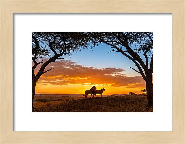 African Lions Embracing Sunset