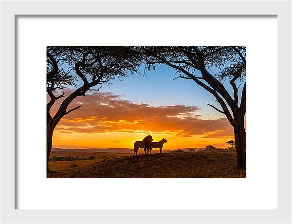 African Lions Embracing Sunset