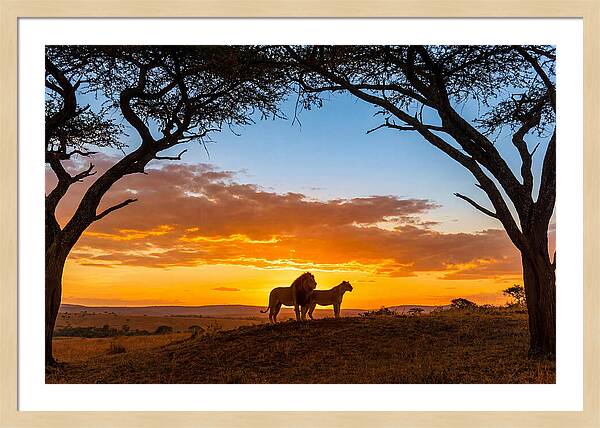 African Lions Embracing Sunset
