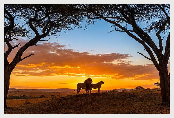 African Lions Embracing Sunset