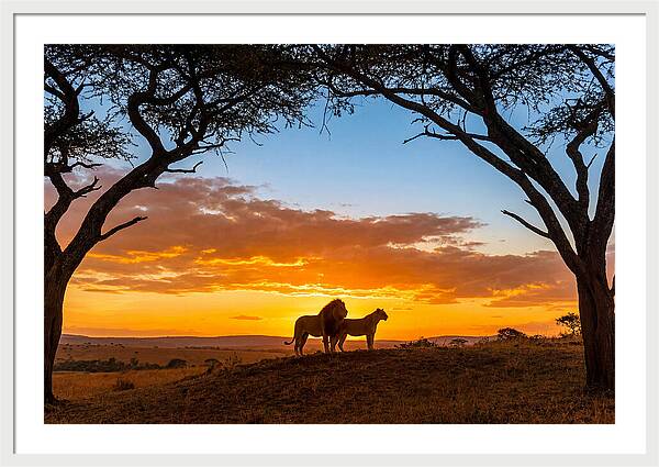 African Lions Embracing Sunset
