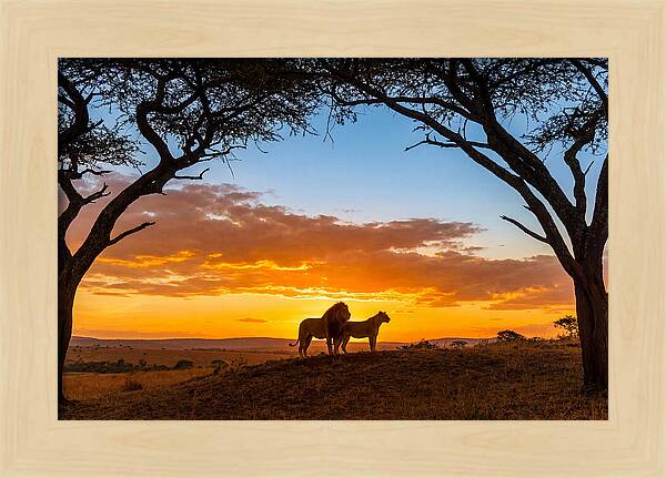 African Lions Embracing Sunset