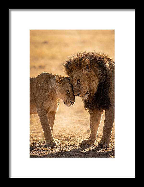 African Lions Embracing Tenderly