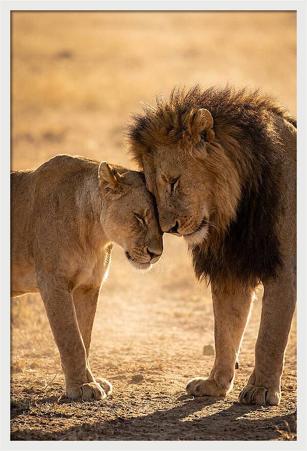 African Lions Embracing Tenderly