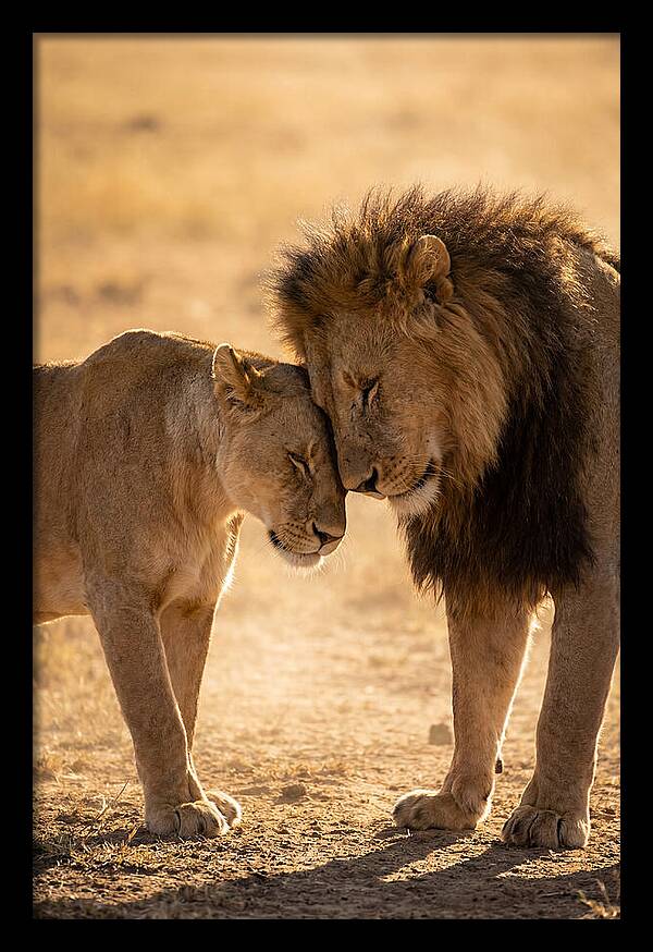 African Lions Embracing Tenderly