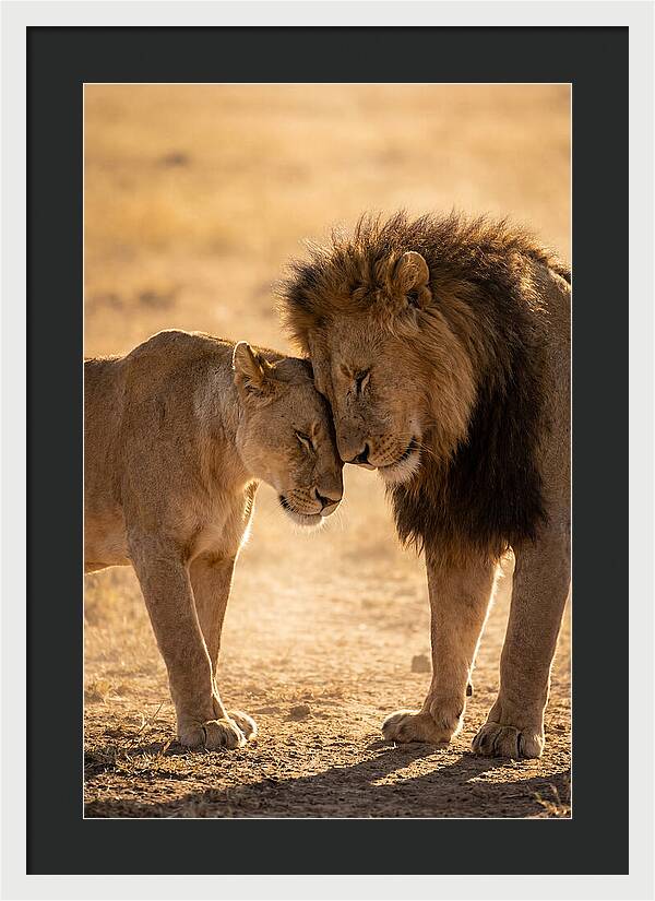 African Lions Embracing Tenderly