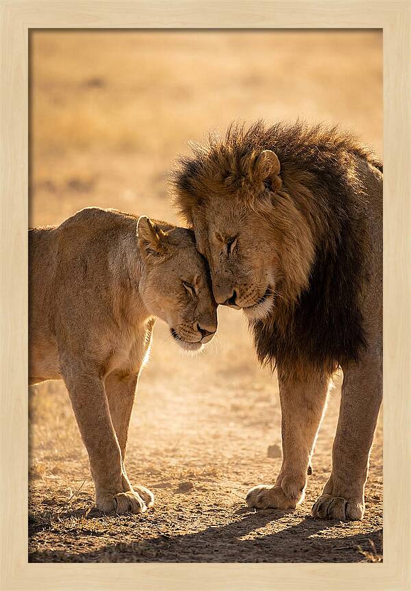African Lions Embracing Tenderly