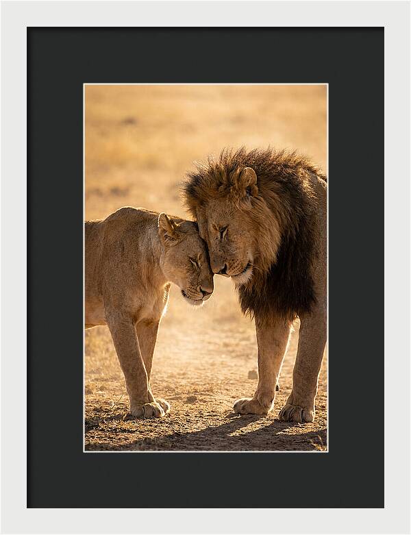 African Lions Embracing Tenderly