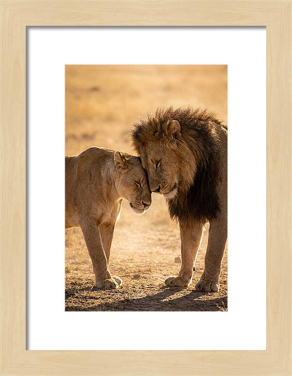 African Lions Embracing Tenderly