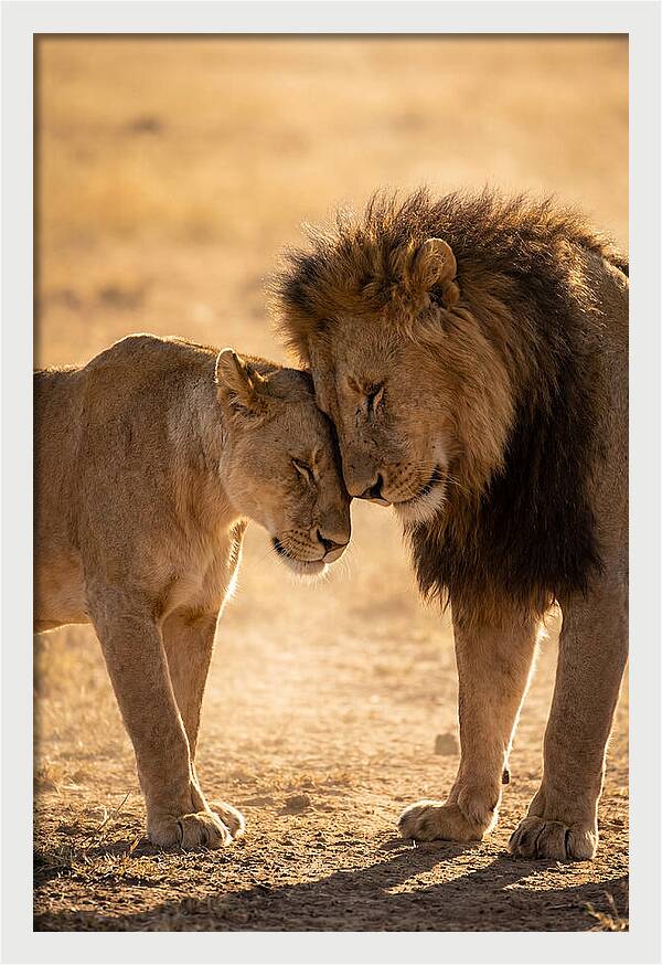 African Lions Embracing Tenderly