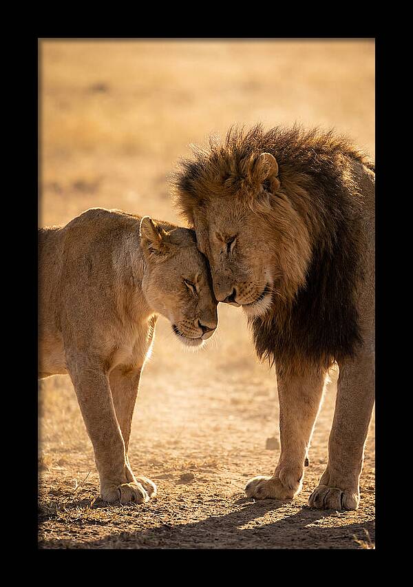 African Lions Embracing Tenderly