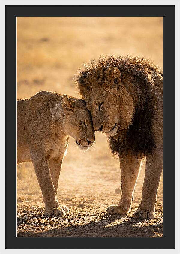 African Lions Embracing Tenderly