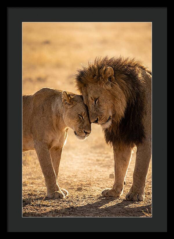 African Lions Embracing Tenderly