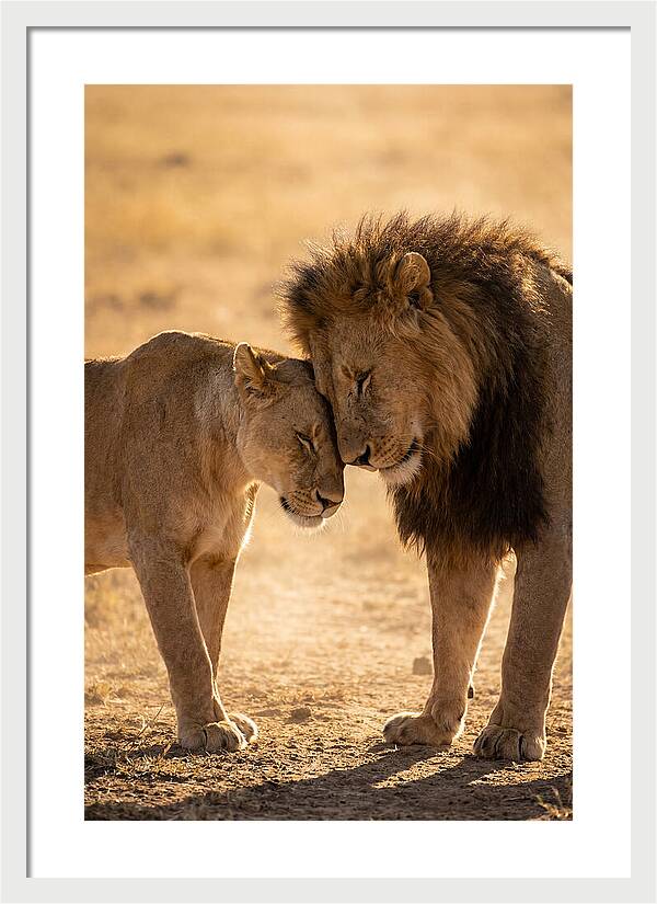African Lions Embracing Tenderly