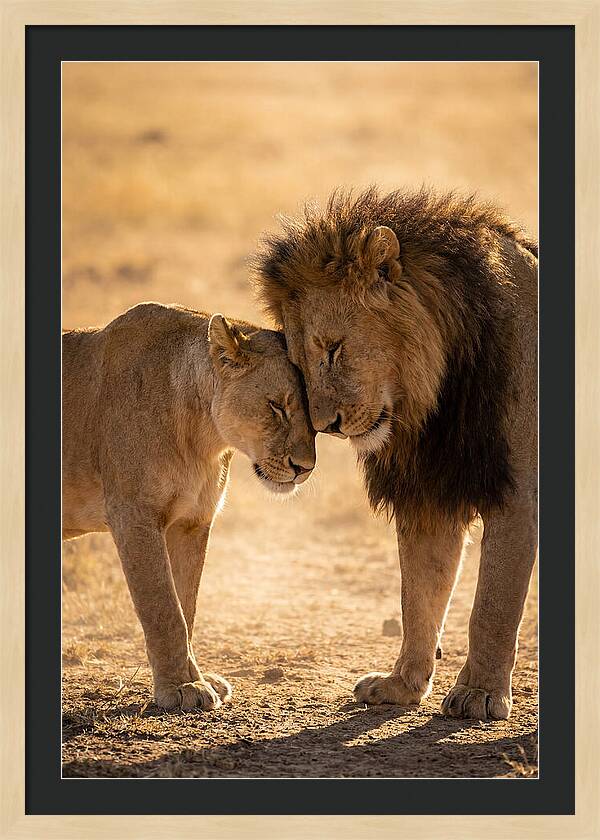 African Lions Embracing Tenderly