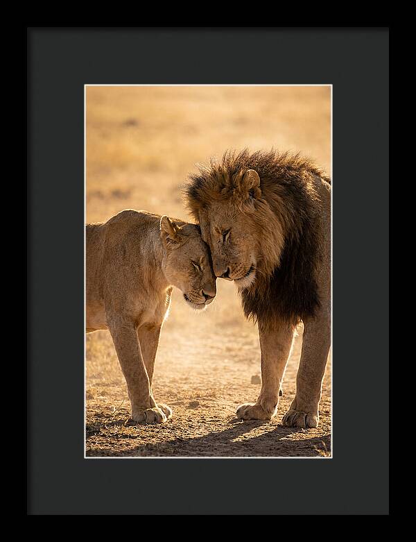 African Lions Embracing Tenderly