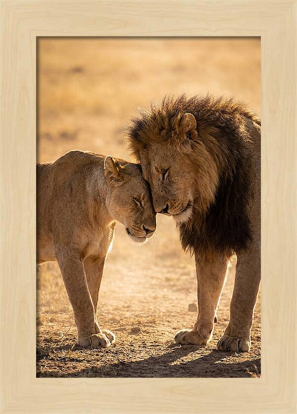 African Lions Embracing Tenderly