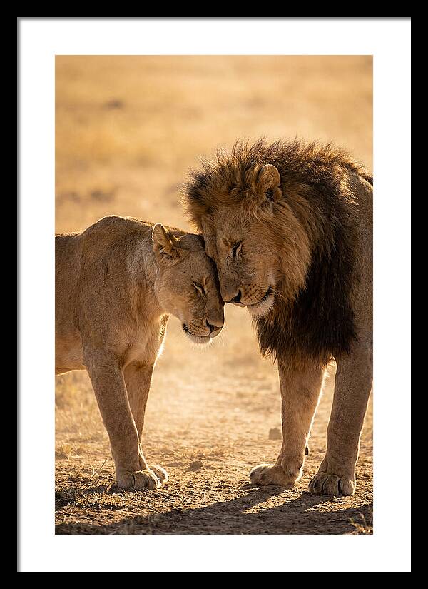 African Lions Embracing Tenderly