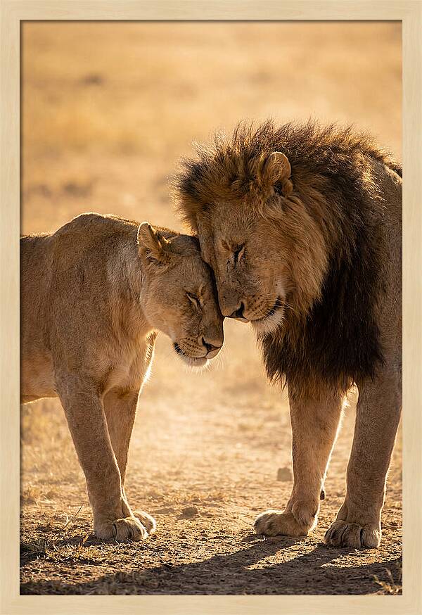 African Lions Embracing Tenderly