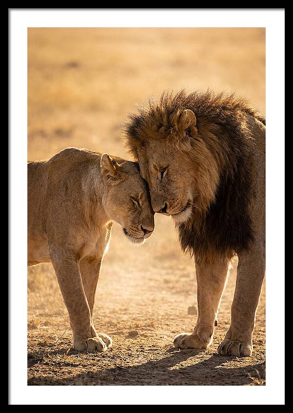 African Lions Embracing Tenderly