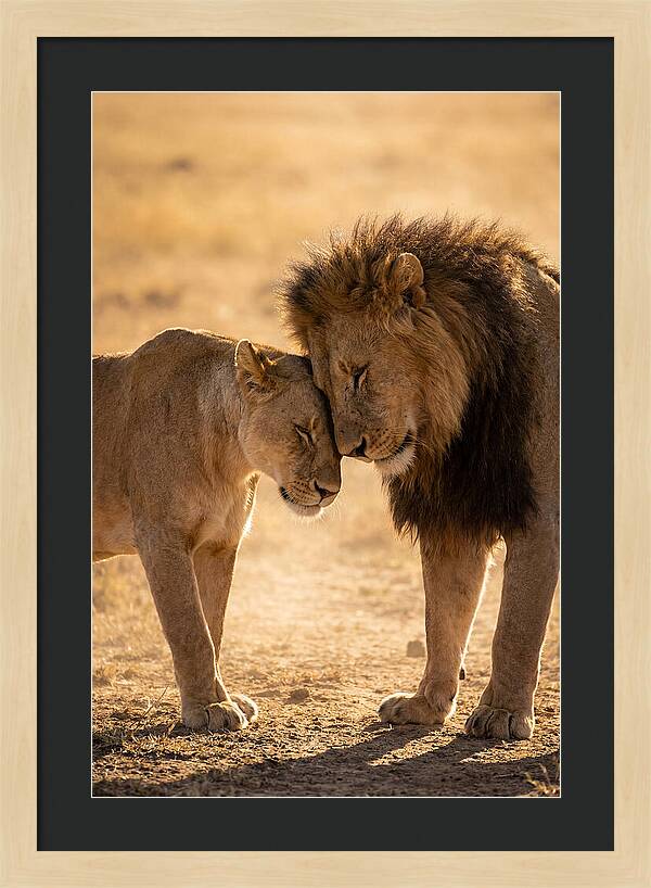 African Lions Embracing Tenderly