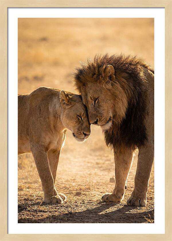 African Lions Embracing Tenderly