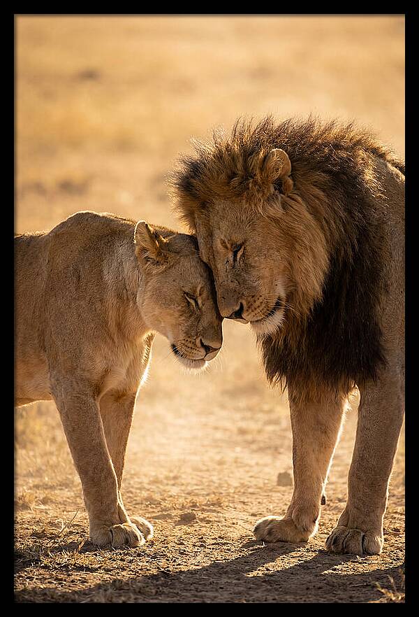 African Lions Embracing Tenderly