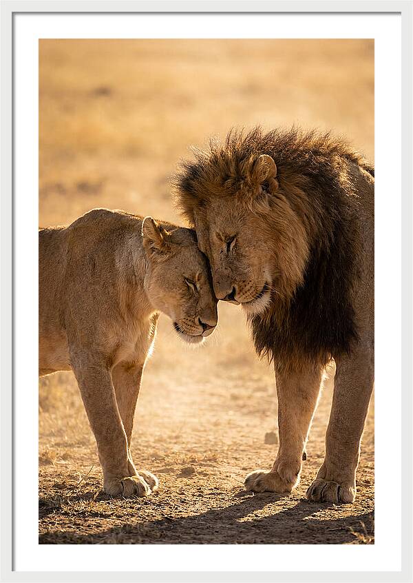 African Lions Embracing Tenderly