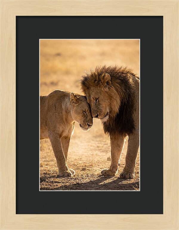 African Lions Embracing Tenderly
