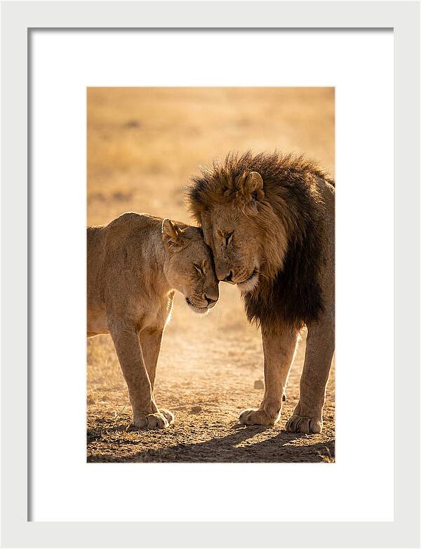 African Lions Embracing Tenderly