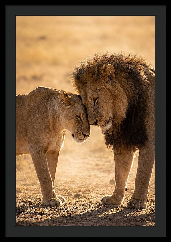 African Lions Embracing Tenderly