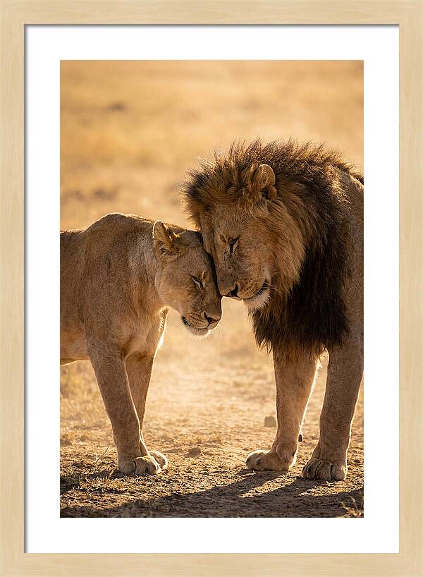 African Lions Embracing Tenderly