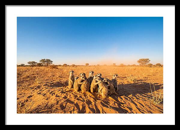 African Meerkat Family Bonding