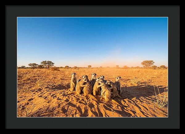 African Meerkat Family Bonding