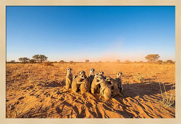 African Meerkat Family Bonding