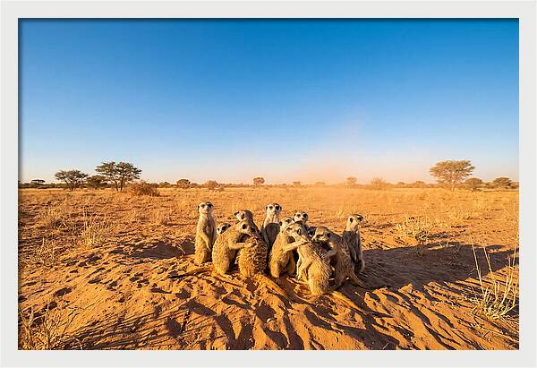 African Meerkat Family Bonding