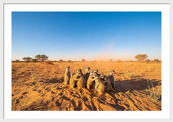 African Meerkat Family Bonding
