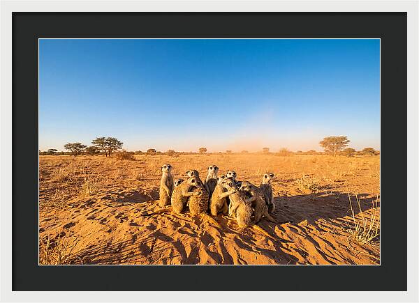 African Meerkat Family Bonding