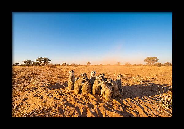 African Meerkat Family Bonding