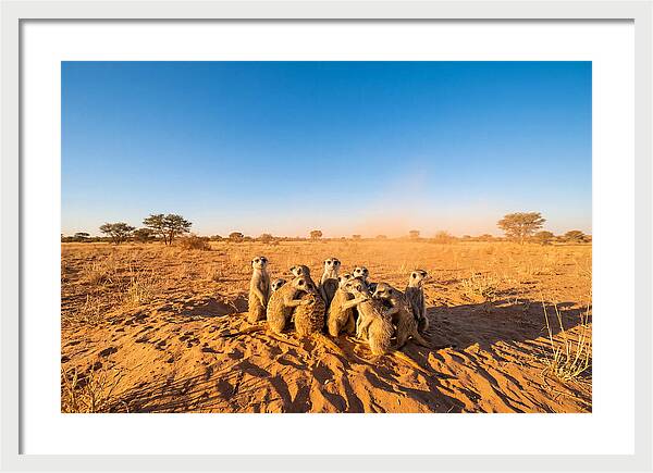 African Meerkat Family Bonding