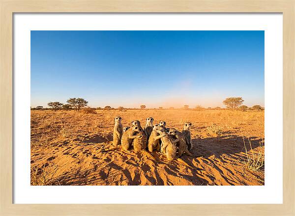 African Meerkat Family Bonding