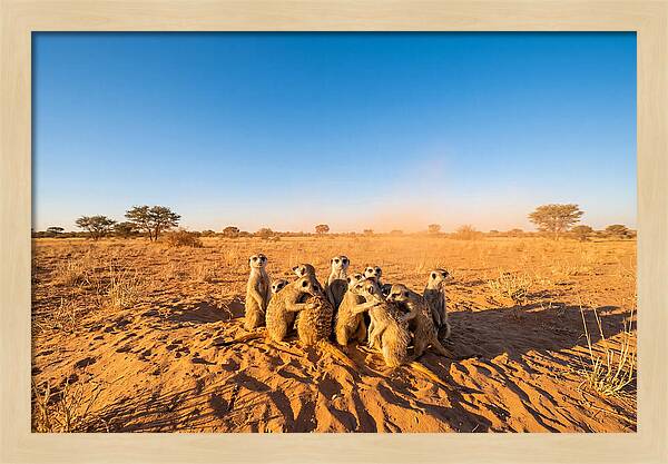 African Meerkat Family Bonding