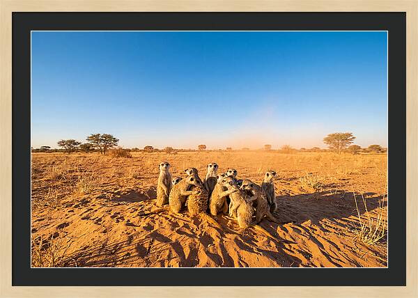 African Meerkat Family Bonding