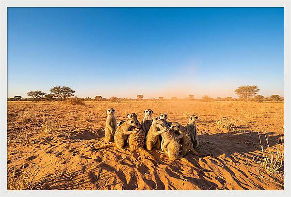 African Meerkat Family Bonding