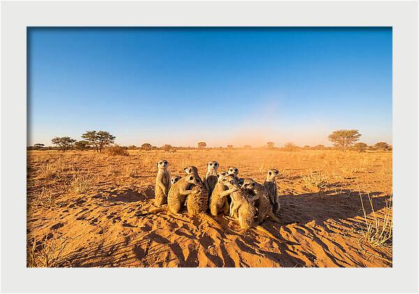 African Meerkat Family Bonding
